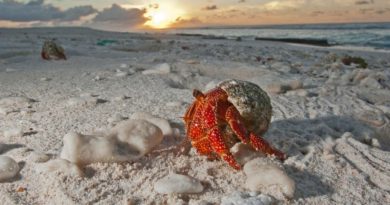 Total Solar Eclipse: Why Hermit Crabs And A UFO Will Be The First To See It
