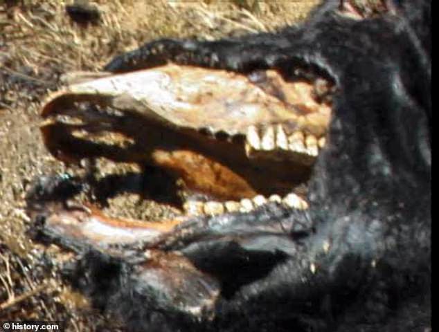 This discovery adds to the mystique surrounding Skinwalker Ranch, where past events have included encounters with mutilated cattle and other unexplained phenomena