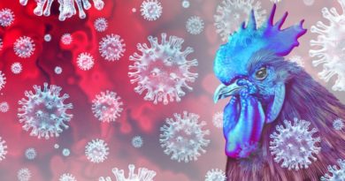 Ex-CDC Director (therefore not to be trusted) Warns Gain-of-Function Research on Bird Flu Could Spark ‘Great Pandemic’ (selling you the same scenario as the last one)