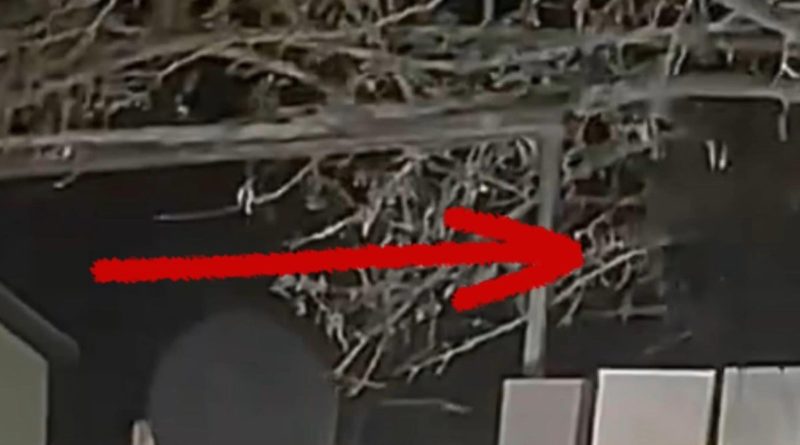 Las Vegas alien video shows at least 2 ‘beings’ using ‘cloaking’ device: ‘I’m opening it up to peer review’