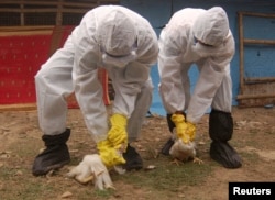 Health workers cull poultry at Doibakipur village, about 347 kilometers north of the eastern Indian city of Kolkata, India, on December 17, 2008. (Reuters)