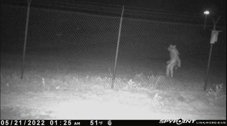 Dog-like creature walking on its hind legs outside zoo spooks officials