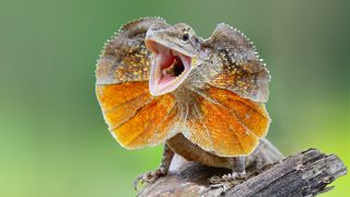 A close-up of a frilled lizard with its mouth open