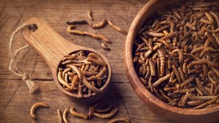 A wooden bowl of mealworms with a wooden spoon next to it, also full of mealworms