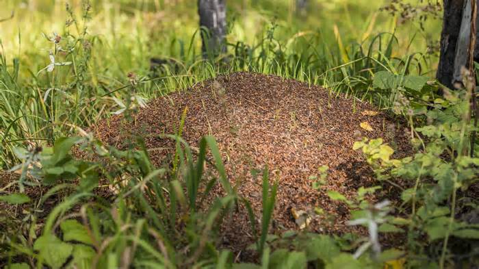 20 Easy Methods for Getting Rid of Ants Outside Naturally