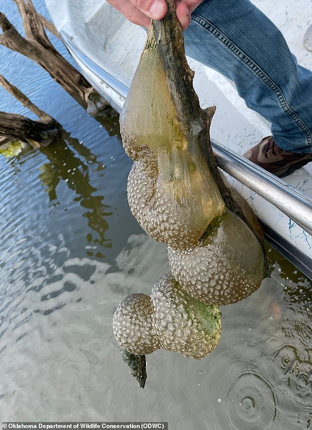 Images of the bizarre sightings in Oklahoma over the summer surfaced online, showing large, jelly-like balls with a hard exterior hanging from submerged tree limbs