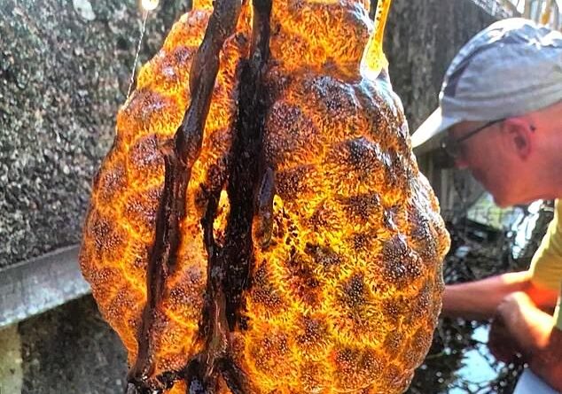 Bizarre orange 'alien egg sacs' are discovered in river - baffling local ecologists