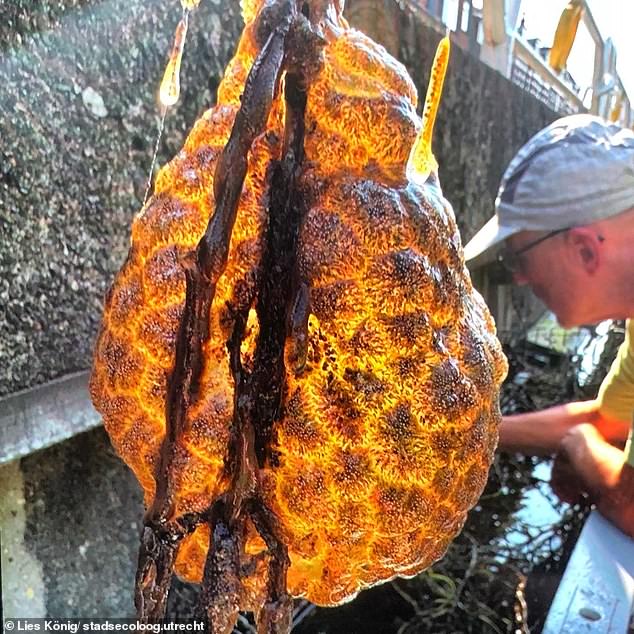 Pictures show the enormous alien-like sack after it was extracted from the water by volunteers in Utrecht