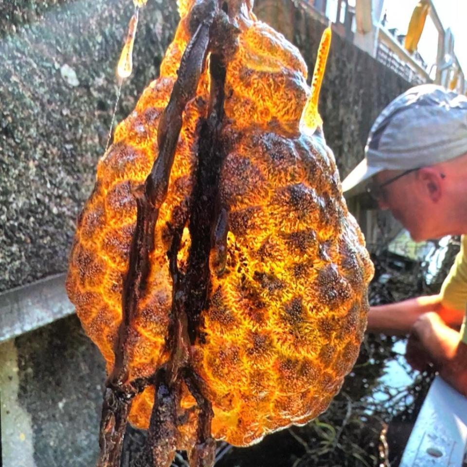 Ecologists in The Netherlands were startled to find the creepy colony at the bottom of a canal.