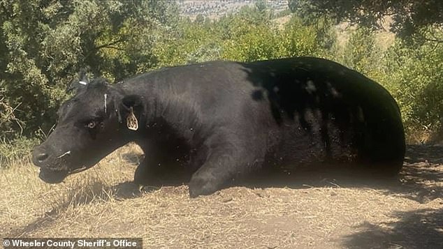 The Wheeler County Sheriff's Office is particularly perplexed by one case of a cow in Oregon left in this uncanny sitting position (pictured). The animal's tongue and reproductive organs had been removed in July 2020, they reported