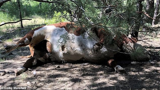 Above, a photo from former ranch manager Colby Marshall who said that this bull and others like it had their organs removed with surgical precision