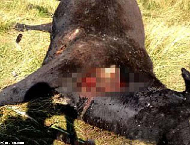 Above, an image of a cattle mutilation case investigated by the nonprofit Mutual UFO Network (MUFON) - which has explored the theory that 'aliens' might have been behind the grisly crimes