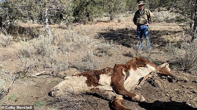 Strange cases of cattle who have been murdered, their eyes and vital organs removed with 'surgical precision,' have plagued American ranchers since the 1970s. But new clues are emerging in Wheeler County, Oregon, local sheriffs said, amid a rash of new cases (pictured)