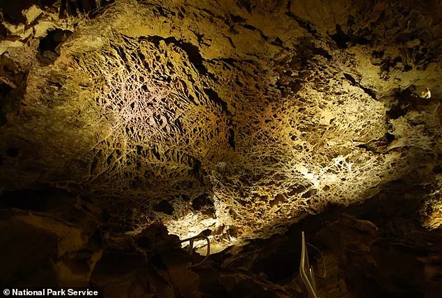 NASA's planetary geologists suspect the webs are a gigantic version of a type of crystalized minerals, known as a 'boxwork,' that appear inside caves on Earth. Above, Wind Cave National Park in North Dakota has some of America's most spiderweb-like 'boxwork' on its ceiling