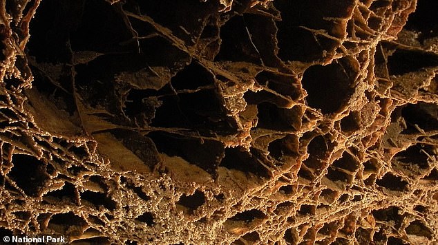 Above, another view of the 'boxwork' webs on the ceiling of Wind River cave in North Dakota