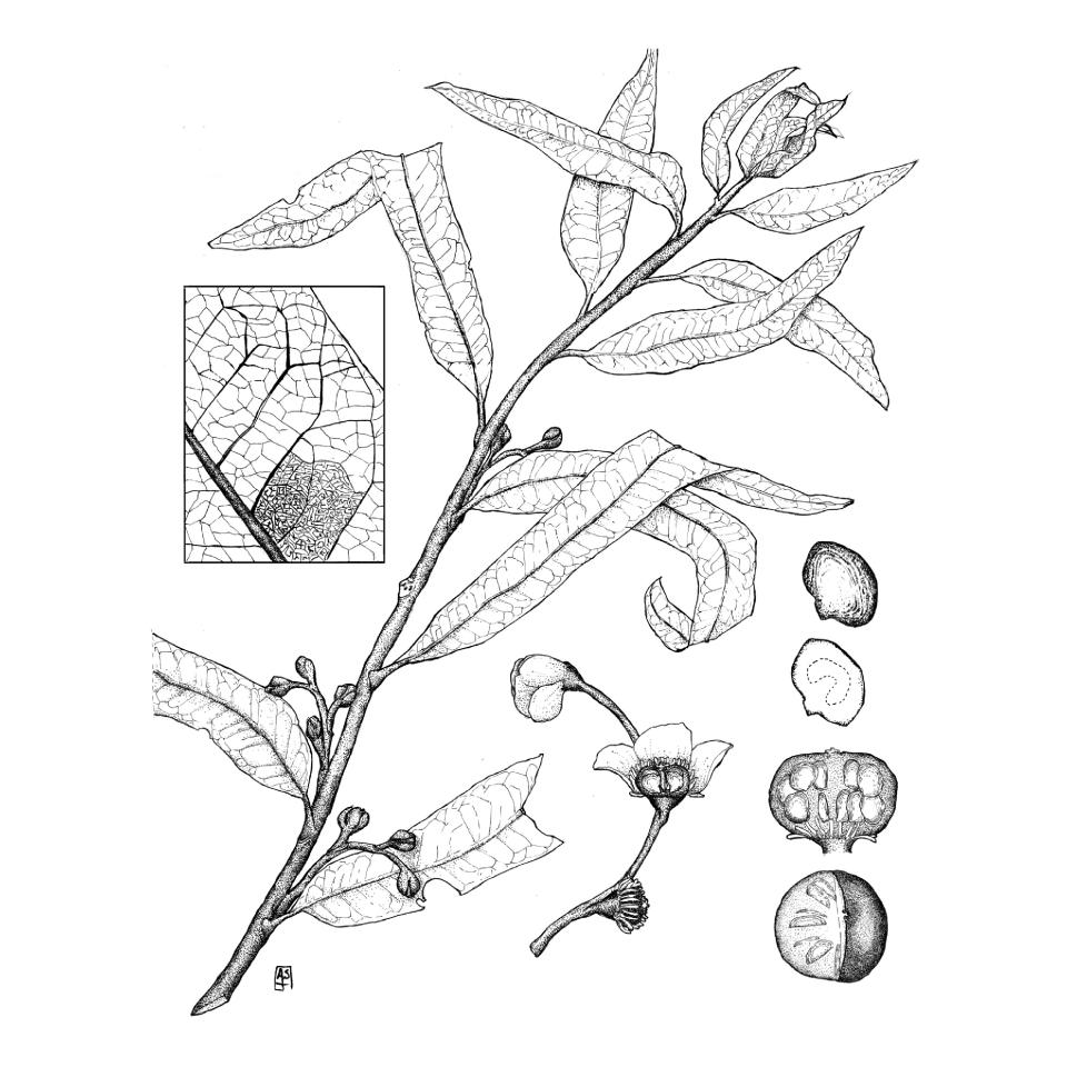 an illustration of a reconstruction of  Othniophyton elongatum