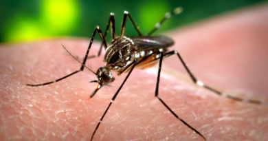 Researchers conduct human clinical trials for experimental malaria vaccine using genetically modified MOSQUITOES