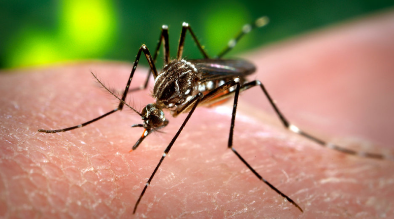 Researchers conduct human clinical trials for experimental malaria vaccine using genetically modified MOSQUITOES