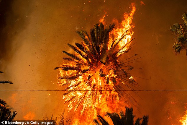 A palm tree burns during the Palisades Fire in the Pacific Palisades neighbourhood of Los Angeles on January 7, 2025