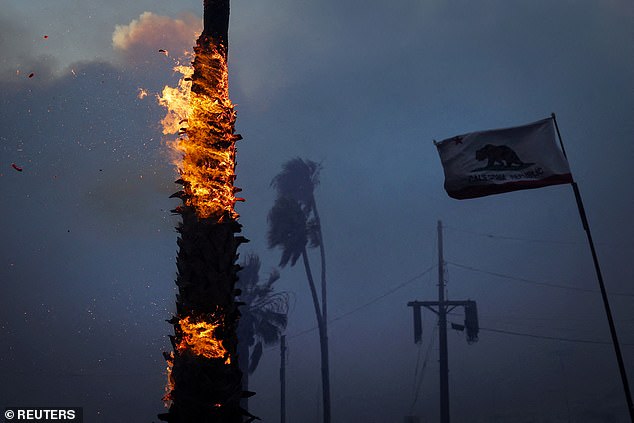 A palm tree burns at Sunset Beach during a wildfire in the Pacific Palisades neighborhood of west Los Angeles