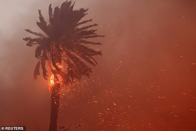 A palm tree burns as powerful winds fueling devastating wildfires in the Los Angeles area force people to evacuate